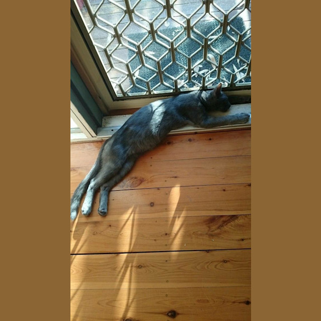 Photo of Phantom (Cat/Dog/Child Friendly)