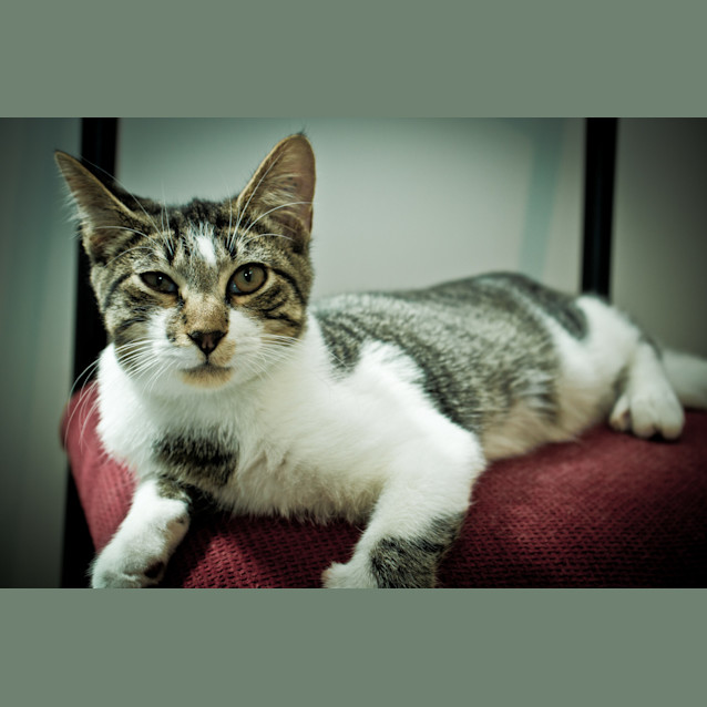 Photo of Stumpy