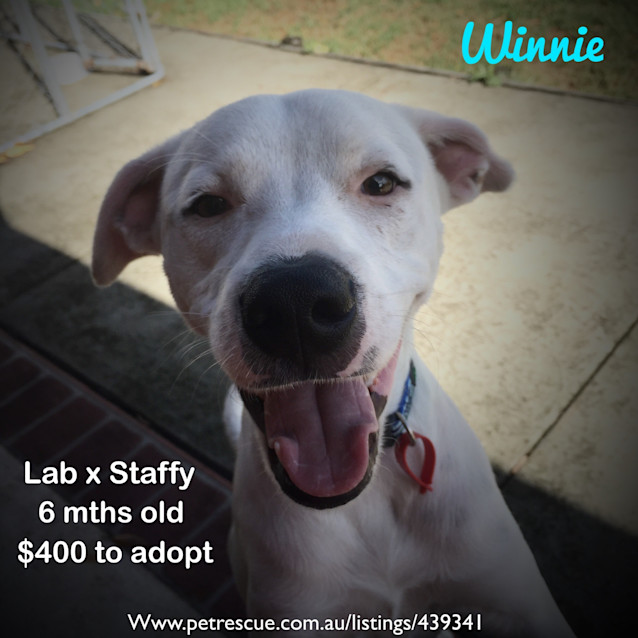 Photo of Winnie (Dog Friendly)