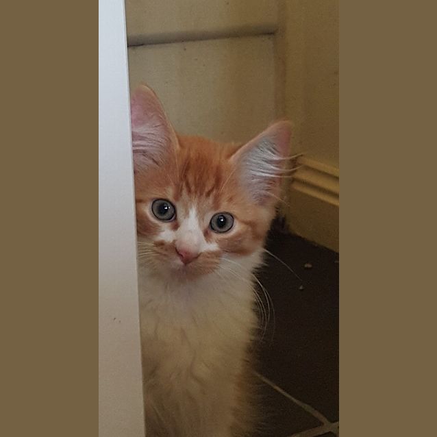Photo of Chester
