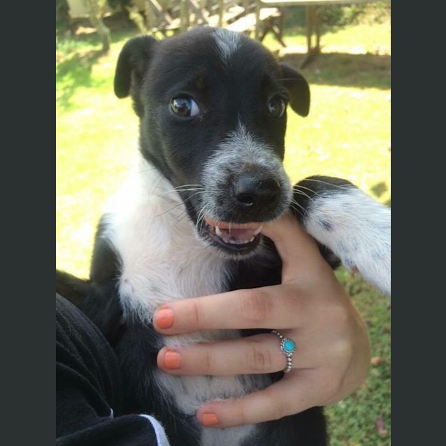 Photo of Pepper