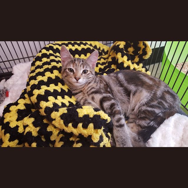 Photo of Peanut