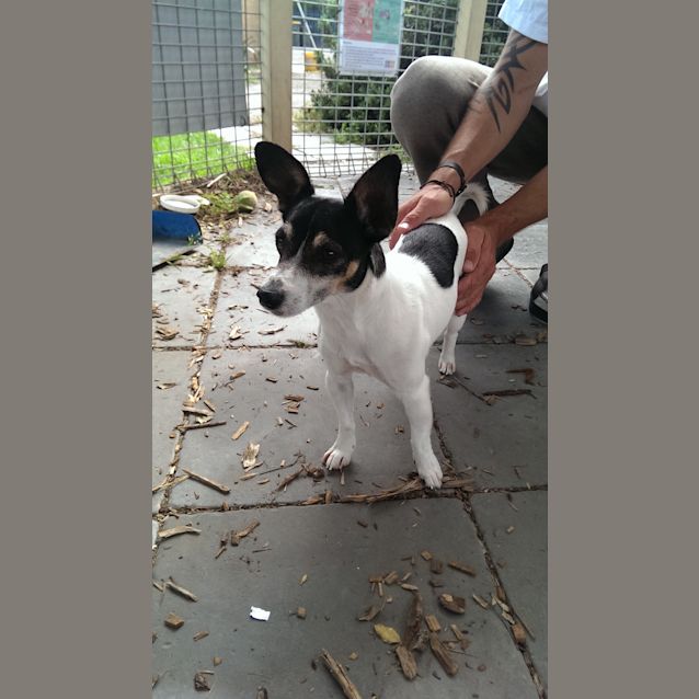 Photo of Brodie Id: 30506