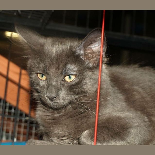 Photo of Kodiak Kitten