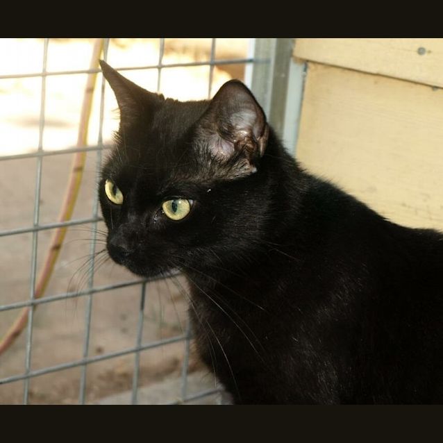 Photo of Alaska Adoption Fee $120