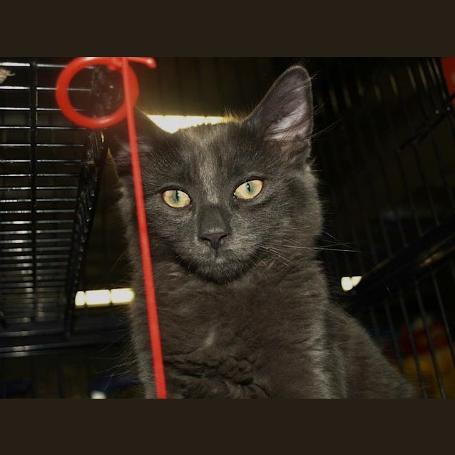 Photo of Kodiak Kitten