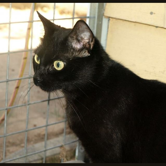 Photo of Alaska Adoption Fee $120