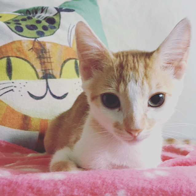 Photo of Pablo *$100 Only!*