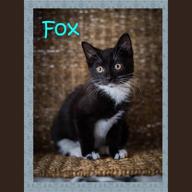 Photo of Fox