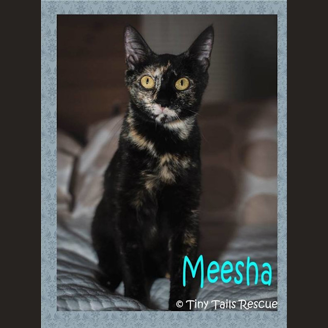Photo of Meesha