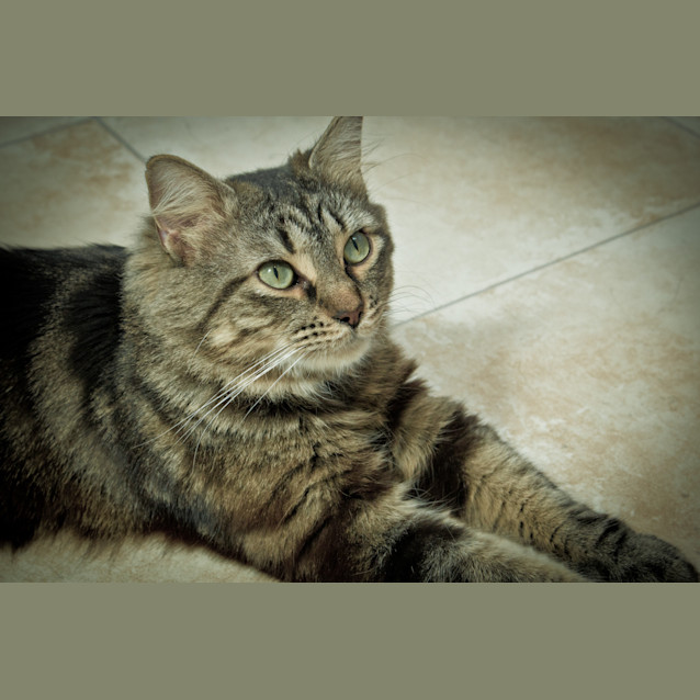 Photo of Arnie Now Mochi