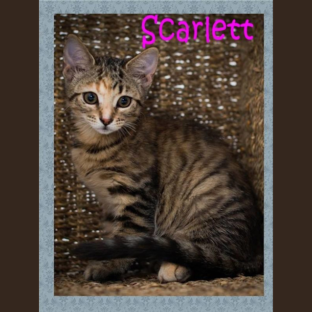 Photo of Scarlett