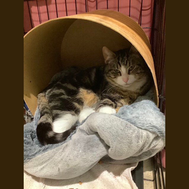Photo of Gizmo