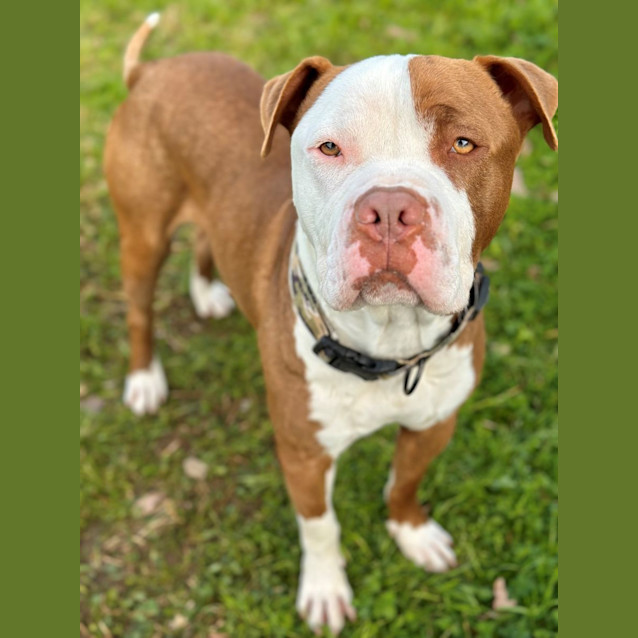 Photo of Trigger