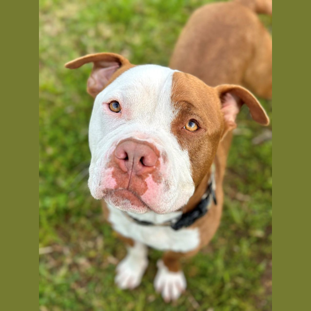 Photo of Trigger