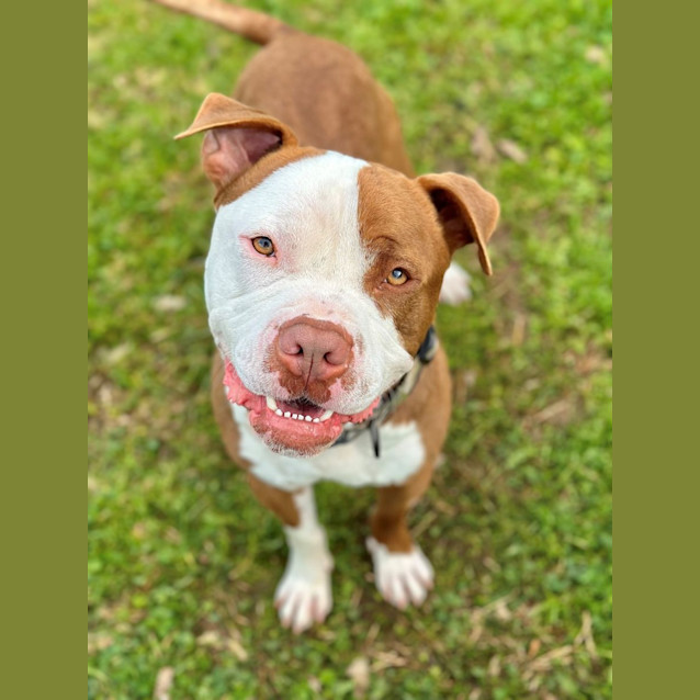 Photo of Trigger