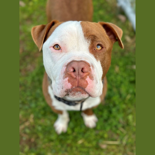 Photo of Trigger