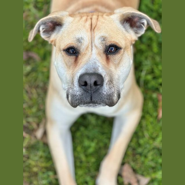 Photo of Boo
