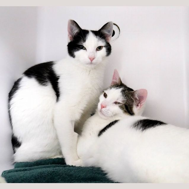 Photo of Squirrel & Mouse