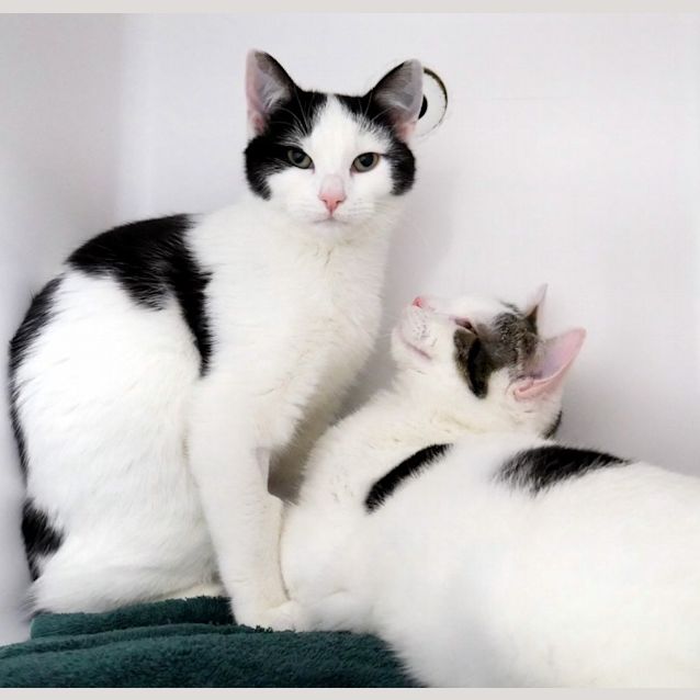 Photo of Squirrel & Mouse