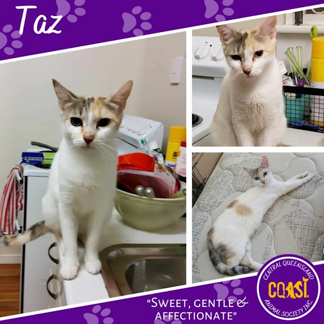 Photo of Taz