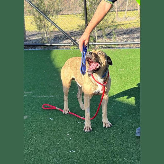 Photo of Brutus Imp 700