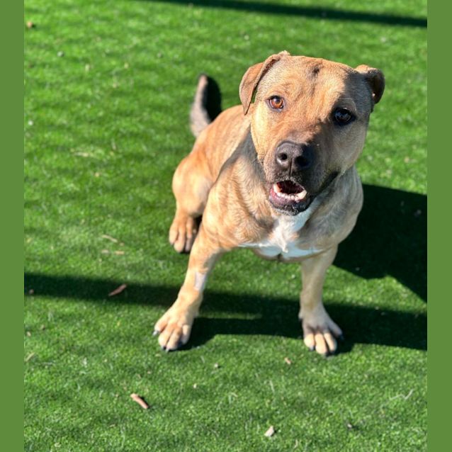 Photo of Brutus Imp 700