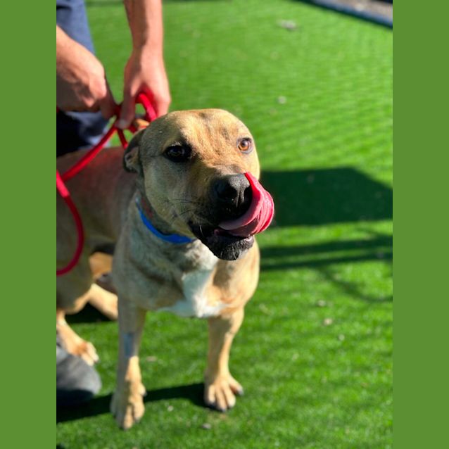 Photo of Brutus Imp 700