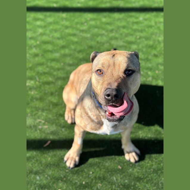 Photo of Brutus Imp 700