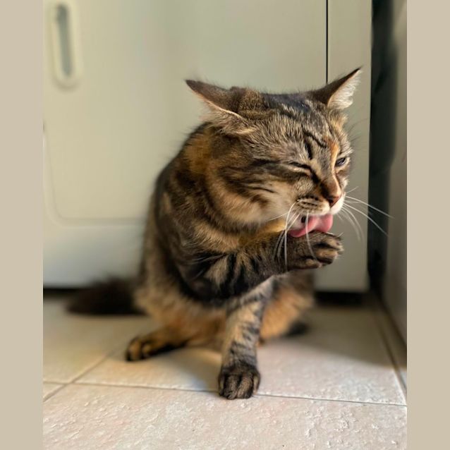 Photo of Storm (Located In Bundoora)