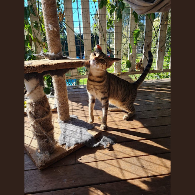 Photo of Amber