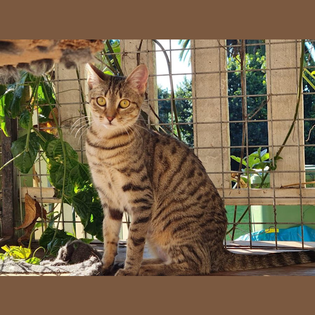 Photo of Amber
