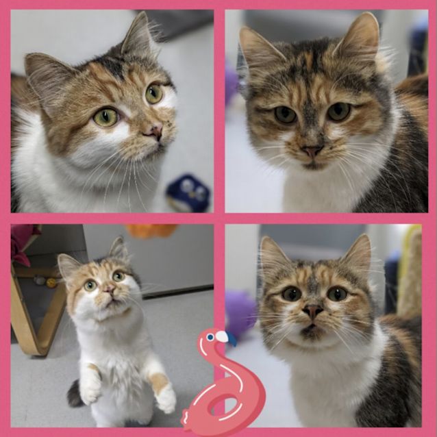 Photo of 🌸Hannah🌸 Fo2527