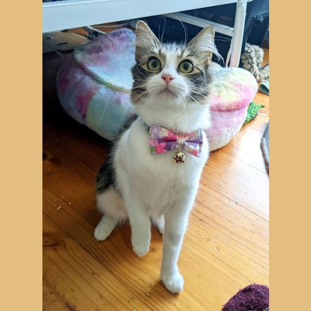 Photo of Sweet Pea Sta011225