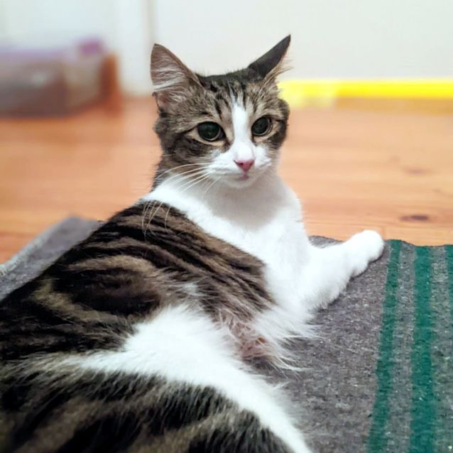 Photo of Sweet Pea Sta011225