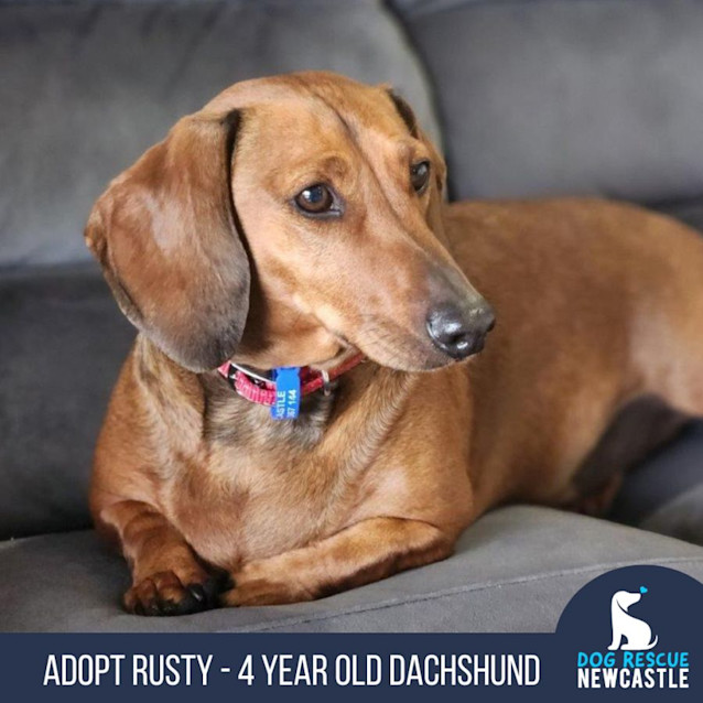 Photo of Rusty   4 Year Old Dachshund (Trial)