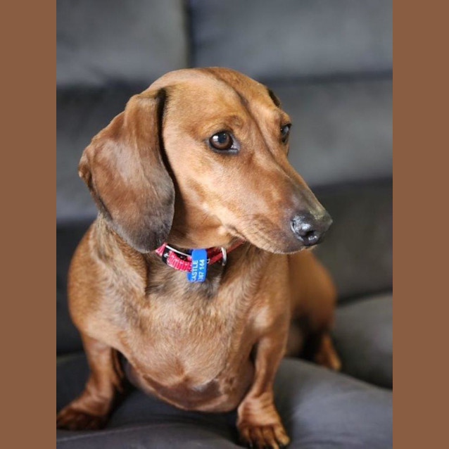 Photo of Rusty   4 Year Old Dachshund (Trial)