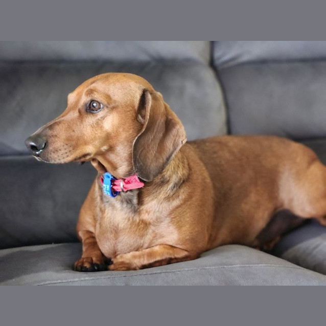 Photo of Rusty   4 Year Old Dachshund (Trial)