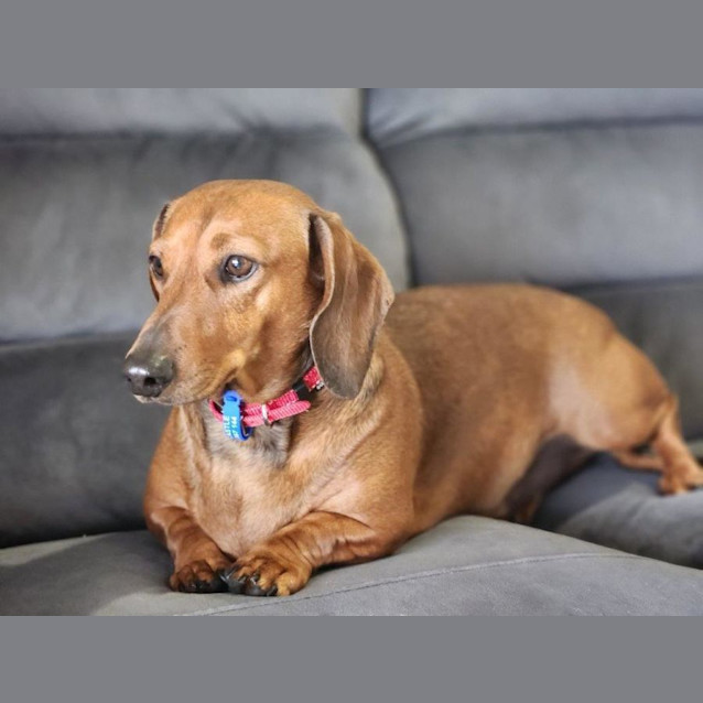 Photo of Rusty   4 Year Old Dachshund (Trial)