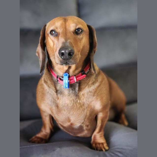 Photo of Rusty   4 Year Old Dachshund (Trial)