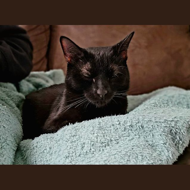 Photo of Raven