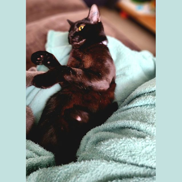 Photo of Raven