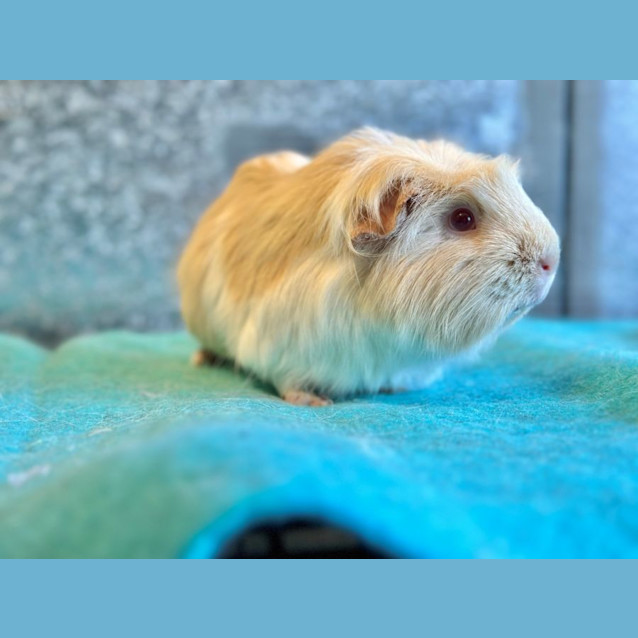 Photo of Daisy