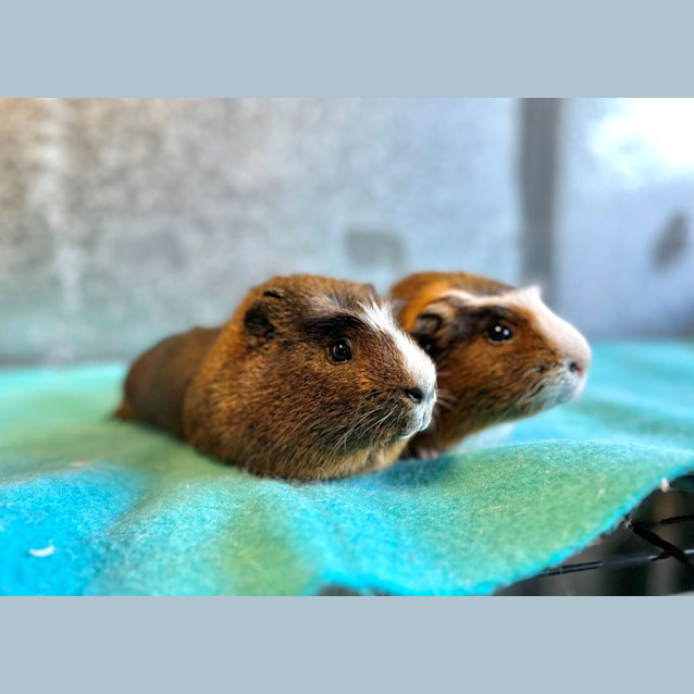 Photo of Bear And Wilson