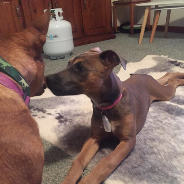 Photo of Cinnamon Dl1395