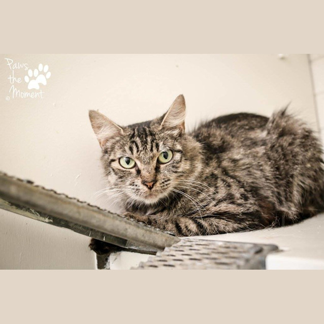 Photo of Rose (0814)