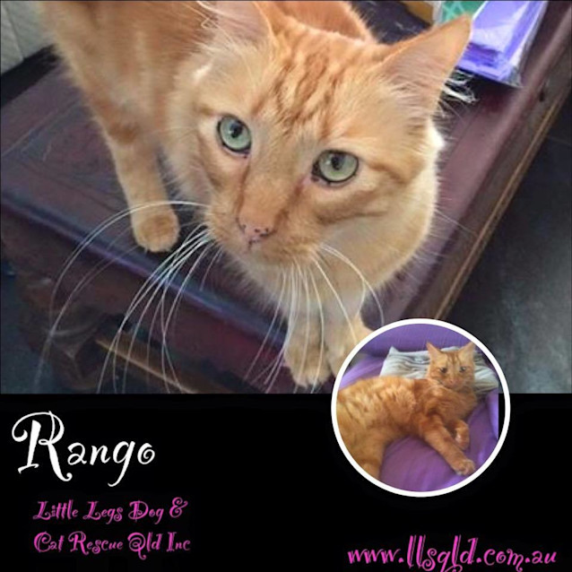 Photo of Rango