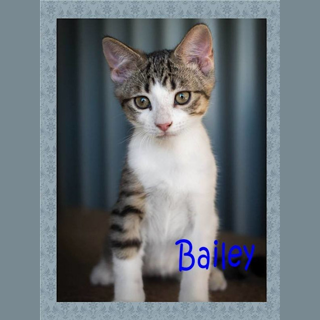 Photo of Bailey