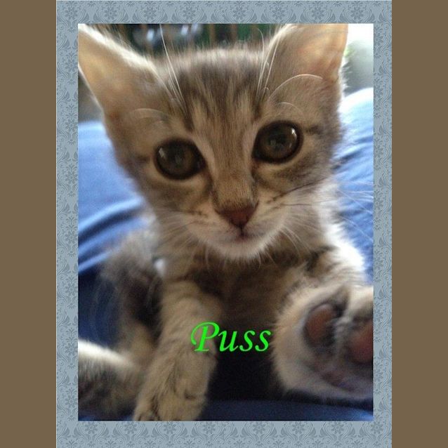 Photo of Puss