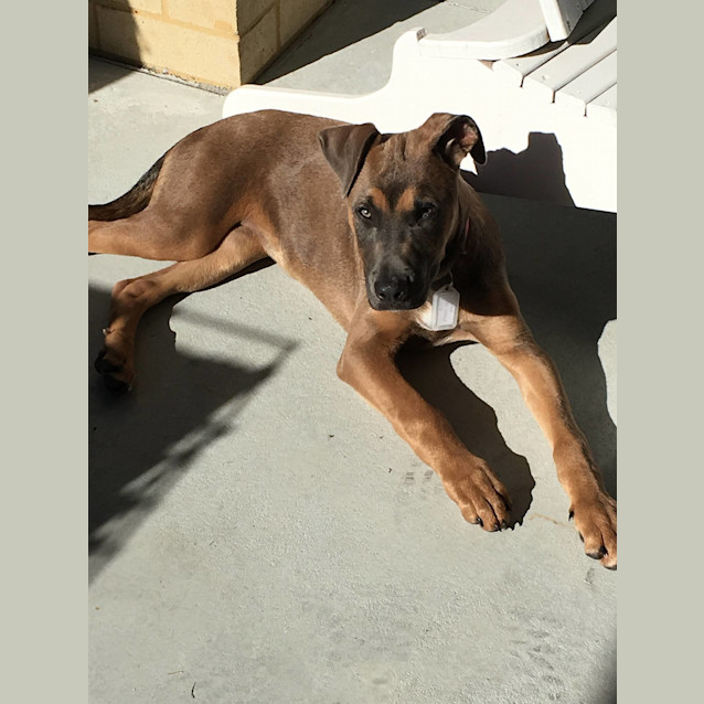 Photo of Cinnamon Dl1395